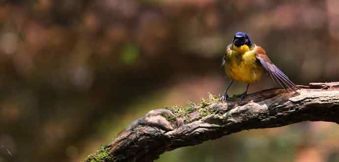 【半日相逢世界濒危小鸟---黄喉噪鹛】