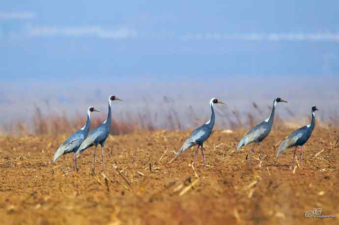 白枕鹤摄影欣赏