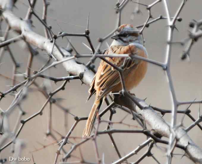 戈氏岩鹀 wbr大佬模样