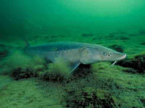 鱼类活化石:中华鲟 鱼类活化石:中华鲟