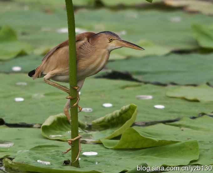 漂亮的钢管舞（组图，10张图片）