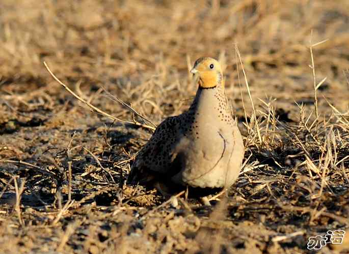 官厅水库&nbsp;wbr路&nbsp;wbr毛腿沙鸡和雉鸡