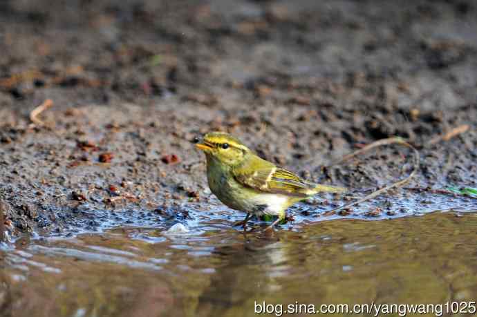 黄腰柳莺(19) 黄腰柳莺(19)