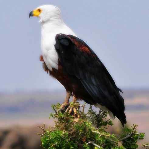 白头鸟系列：另类的美丽（吼海雕）