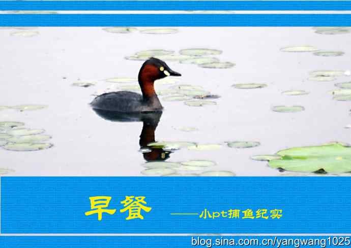 北京洼里南口的鸟类——早餐 ——小pt捕鱼纪实