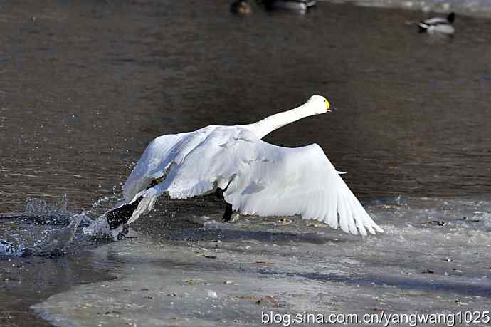 北京动物园的鸟类——天鹅