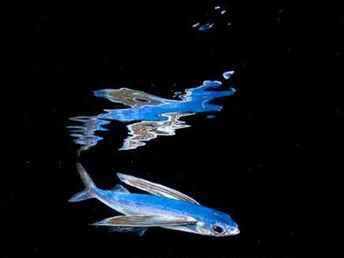 鱼类活化石:齿蝶鱼 鱼类活化石:齿蝶鱼