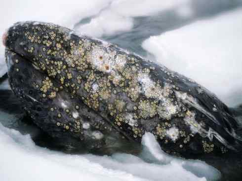 自然奇观：动物大迁徙(须鲸类)