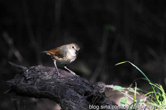 雌性蓝歌鸲（5）