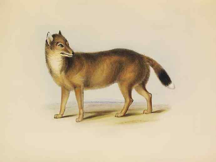 犬科：犬亚科犬属之灰狼