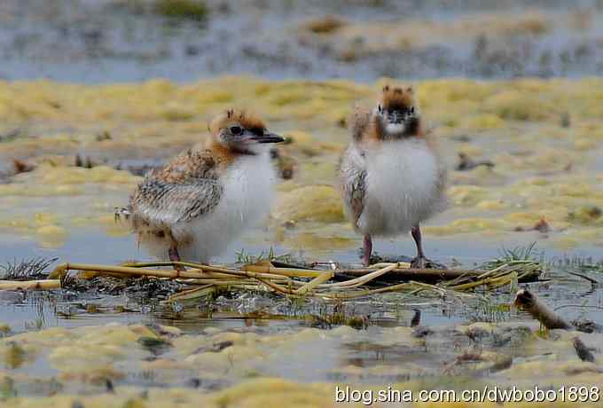 灰斑鸠踩蛋 wbr须浮鸥育雏