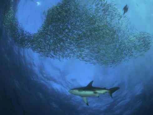 自然奇观:动物大迁徙(沙丁鱼) 自然奇观:动物大迁徙(沙丁鱼)