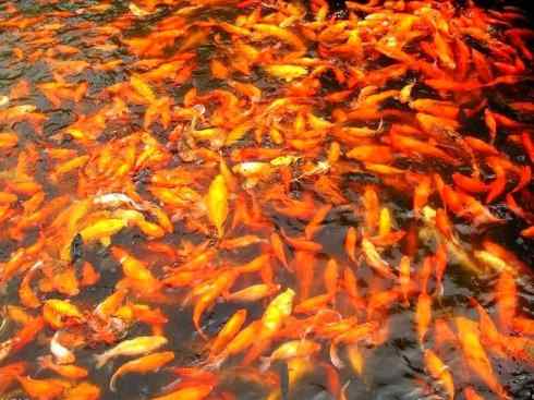 龙:传说的兽原型探秘(鲤鱼) 龙:传说的兽原型探秘(鲤鱼)