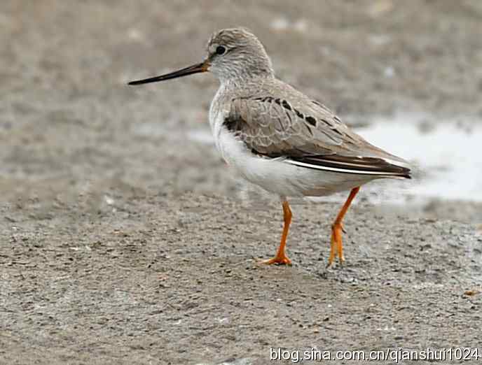 来去匆匆翘嘴鹬 来去匆匆翘嘴鹬