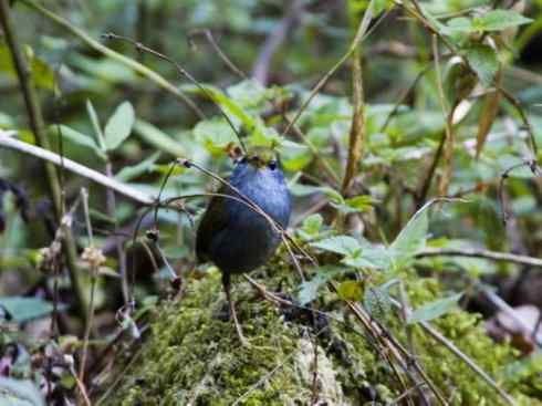 美丽无罪：雀鸟之地莺