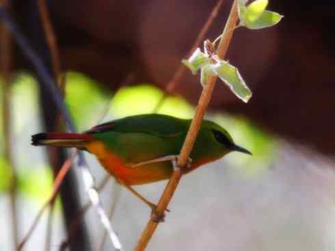 美丽无罪：雀鸟之绿鹛