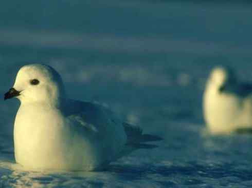 奇特的盔:雪海燕 奇特的盔:雪海燕