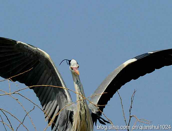 蓝天下勤劳的苍鹭