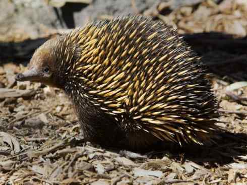 动物世界：山寨还是原创之三