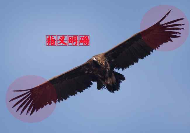 鹰科猛禽 猛禽大全——中国东部地区27种迁徙类猛禽辨识