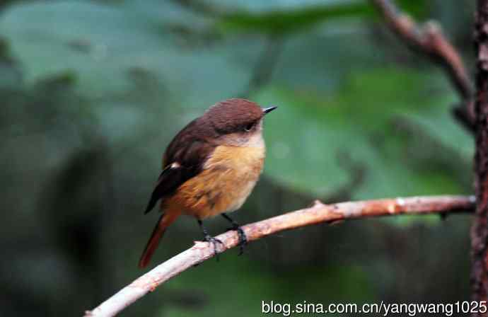 雌性北红尾鸲（10）