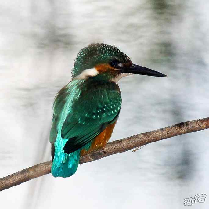 圆明园拍鸟——林中的小翠