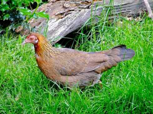 凤凰：传说的鸟原型探秘（原鸡）