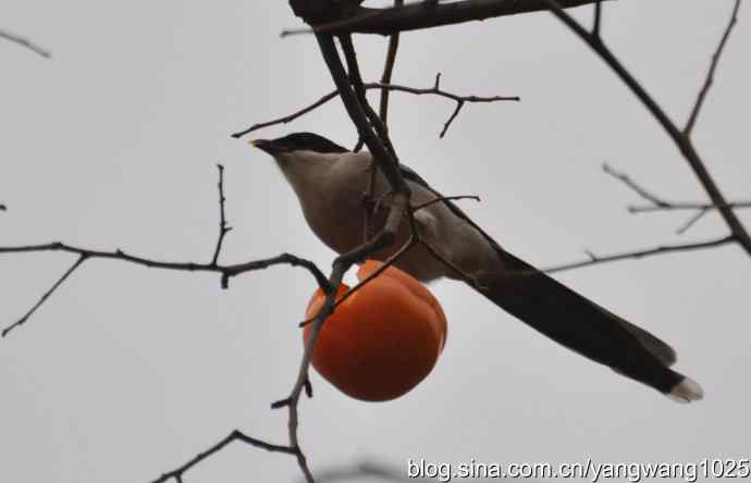 谁爱吃柿子？（喜鹊）