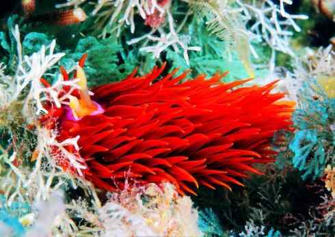 自然奇观:动物大迁徙(乌贼) 自然奇观:动物大迁徙(乌贼)