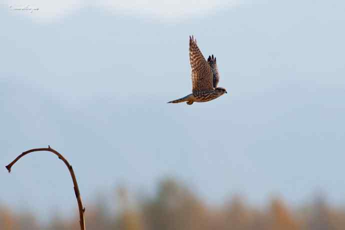 角百灵 wbr野鸭湖的一天