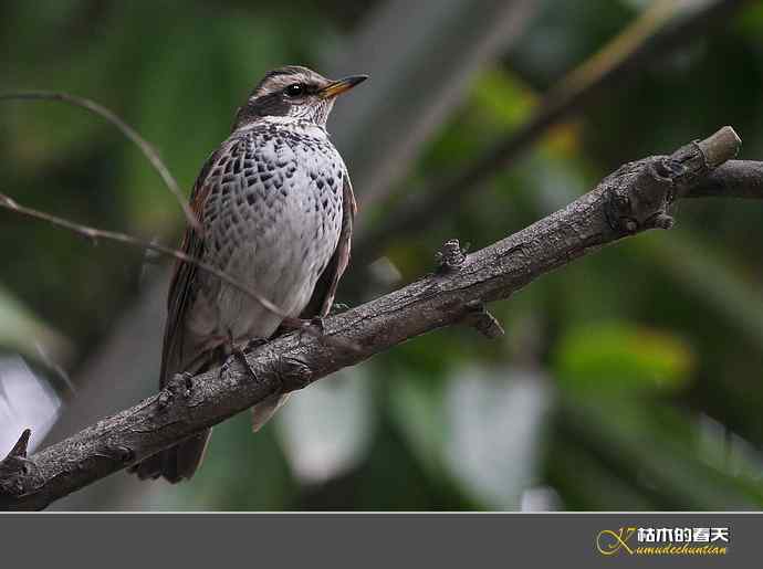 斑鸫&bull;宝兴歌鸫&bull;乌灰鸫【实拍】
