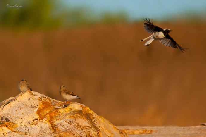 白顶鵖育雏 白顶鵖育雏