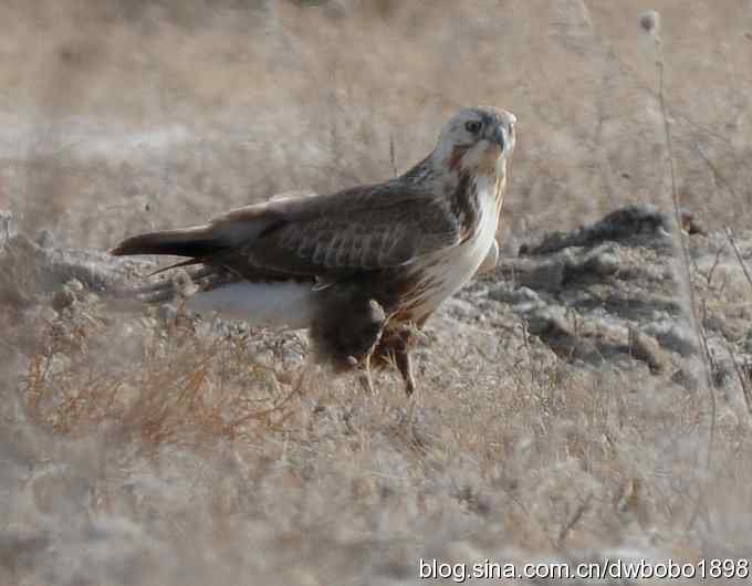 落地大鵟让偶急