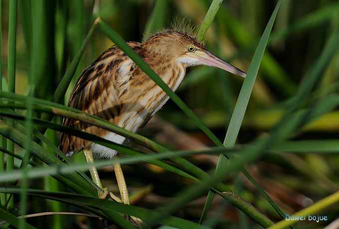 苇丛间的黄小鳽