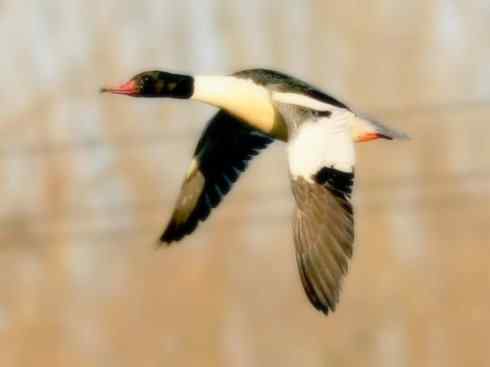 猎奇:奇特的鸟喙之四 猎奇:奇特的鸟喙之四