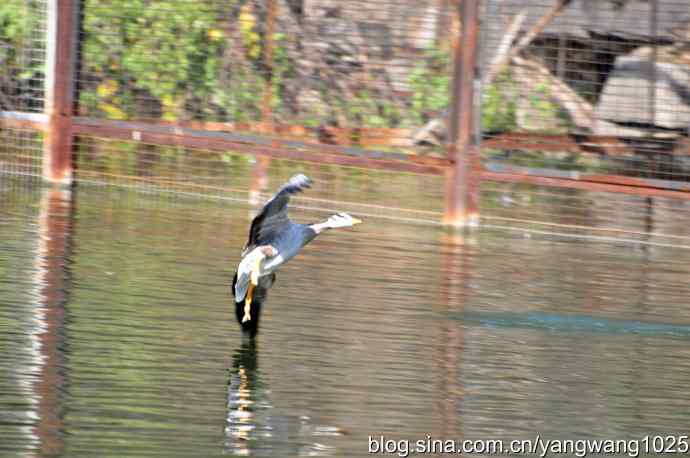 飞(斑头雁) 飞(斑头雁)