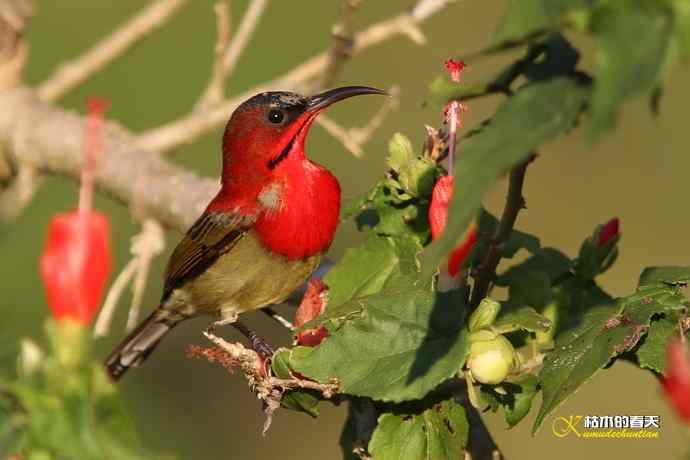 西双版纳拍鸟:黄腰太阳鸟