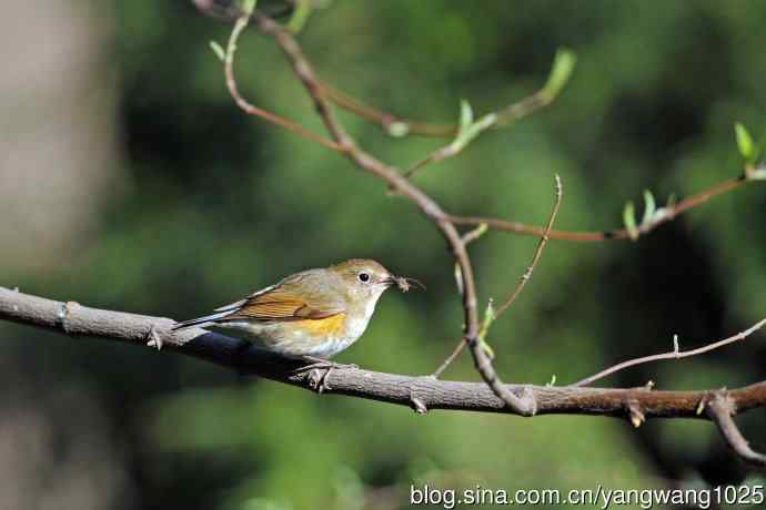 早餐中的雌性红胁蓝尾鸲