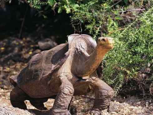 玄武：传说的兽原型探秘（象龟）