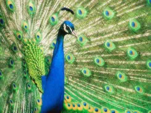 凤凰：传说中的鸟原型探秘（孔雀）