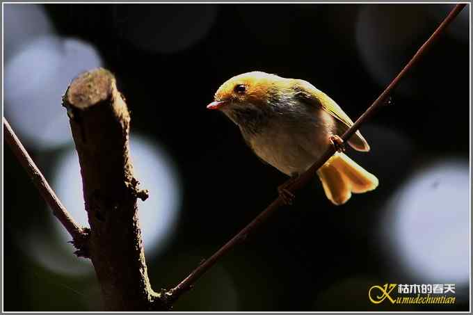 林中小鸟【照片】