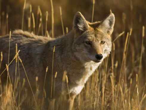 犬科:犬亚科犬属之郊狼、红狼 犬科:犬亚科犬属之郊狼、红狼