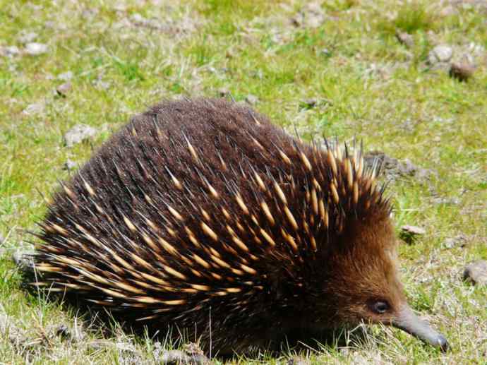盘点十二大著名食蚁动物：短吻针鼹