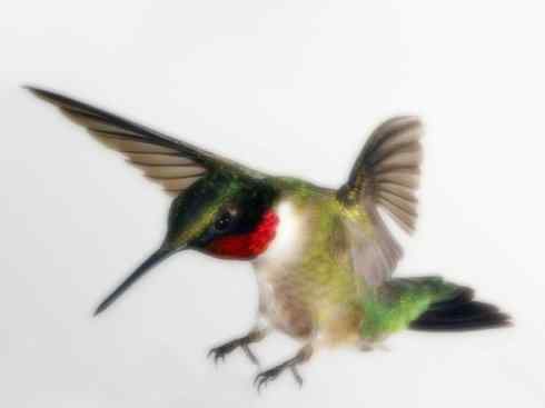 猎奇：奇特的鸟喙之九