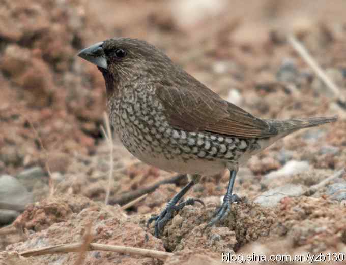 深港拍鸟新纪录（16）鈥斺敯呶哪瘢ㄗ橥迹