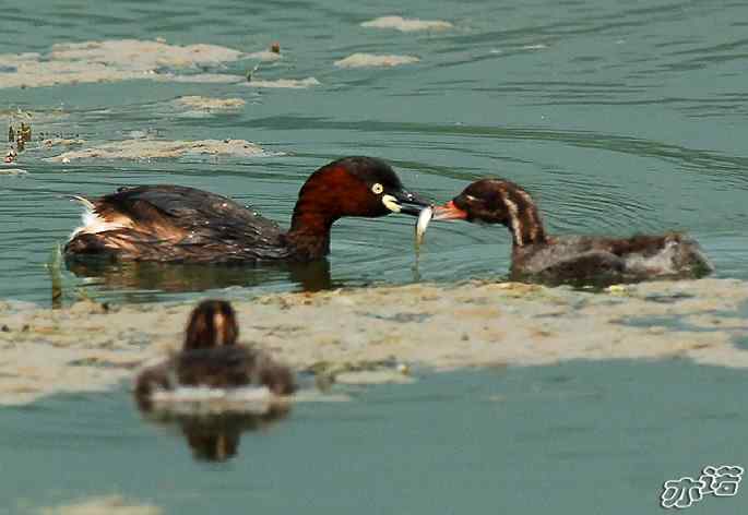 北京植物园拍鸟——小鸊鷉一家