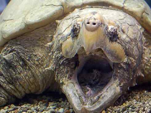 玄武：传说的兽原型探秘（鳄龟）