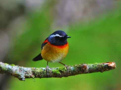 美丽无罪：雀鸟之林鸲