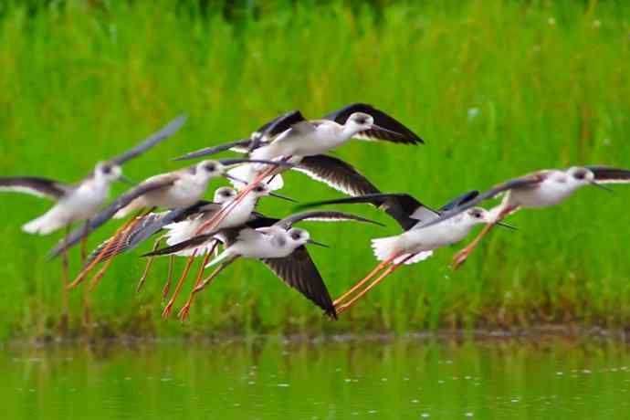四川西昌鸟类摄影——黑翅长脚鹬