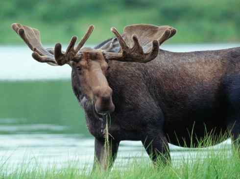 麒麟：传说的兽原型探秘（驼鹿）